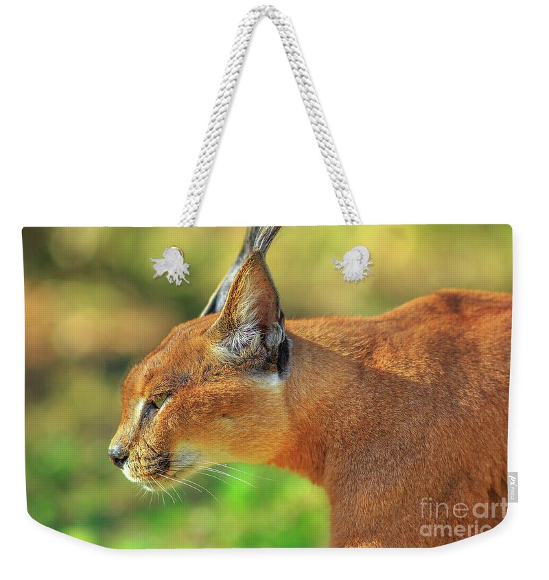 Caracal Weekender Tote Bag featuring the photograph Caracal side view #1 by Benny Marty