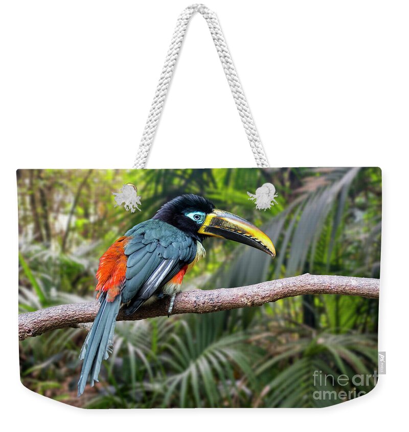Chestnut-eared Aracari Weekender Tote Bag featuring the photograph Chestnut-eared Aracari #1 by Arterra Picture Library