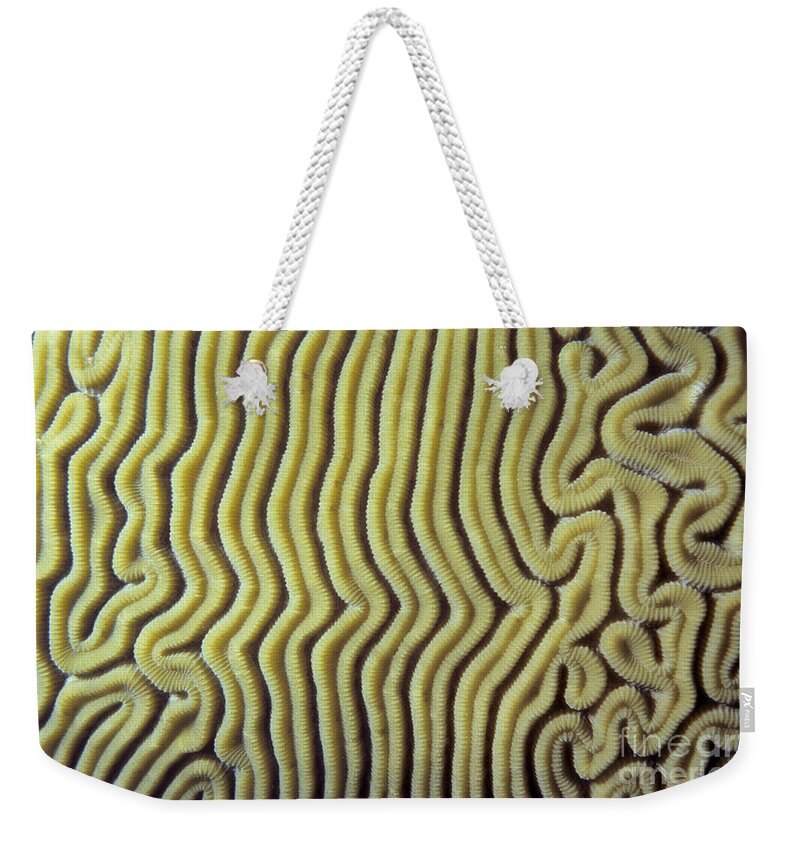 21st Century Weekender Tote Bag featuring the photograph Coral. Photography by 