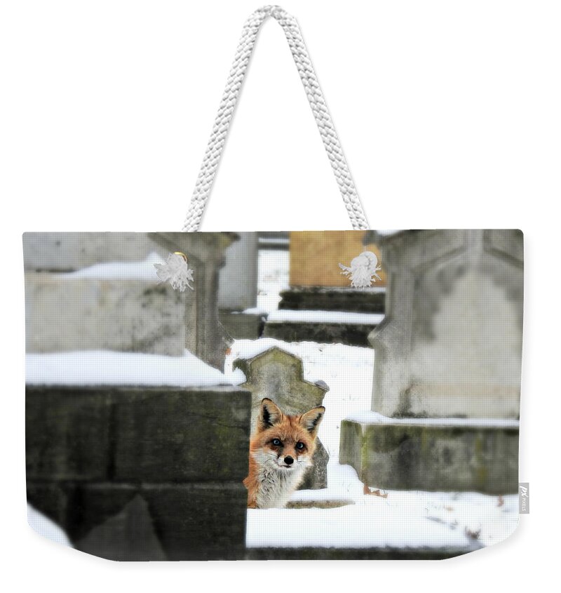 Curiosity Weekender Tote Bag featuring the photograph Curiosity #1 by Dark Whimsy