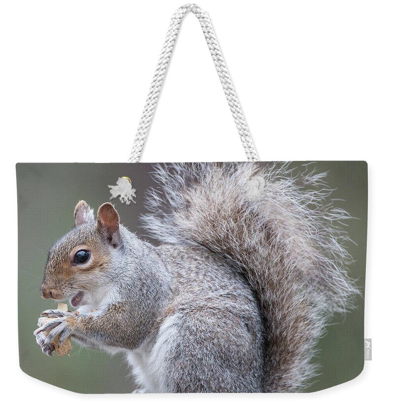 Eastern Grey Squirrel Weekender Tote Bag featuring the photograph Eastern grey Squirrel #1 by Diane Giurco