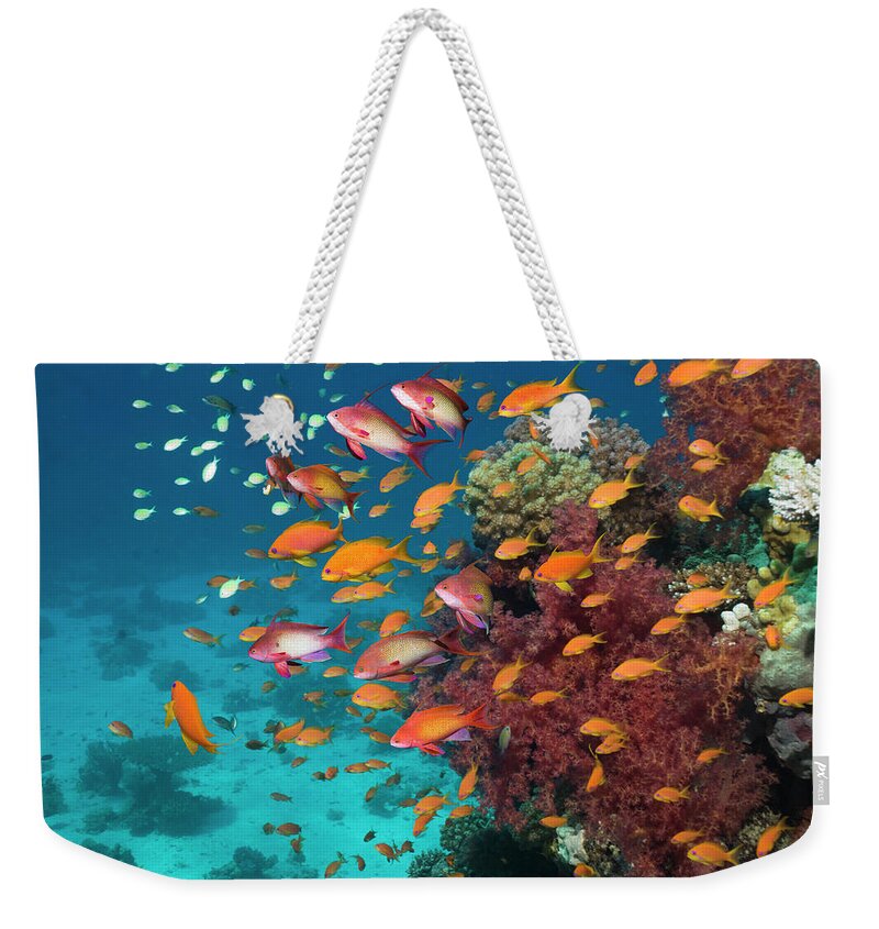 Tranquility Weekender Tote Bag featuring the photograph Goldies On Coral Reef #1 by Georgette Douwma