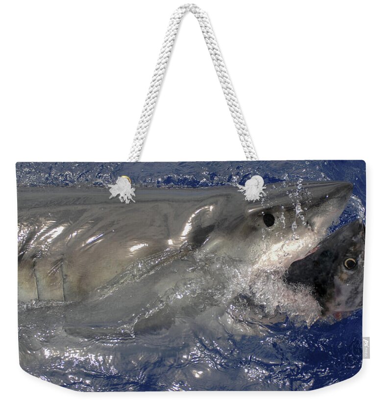 Great White Shark Weekender Tote Bag featuring the photograph Great White Shark #1 by David Shuler