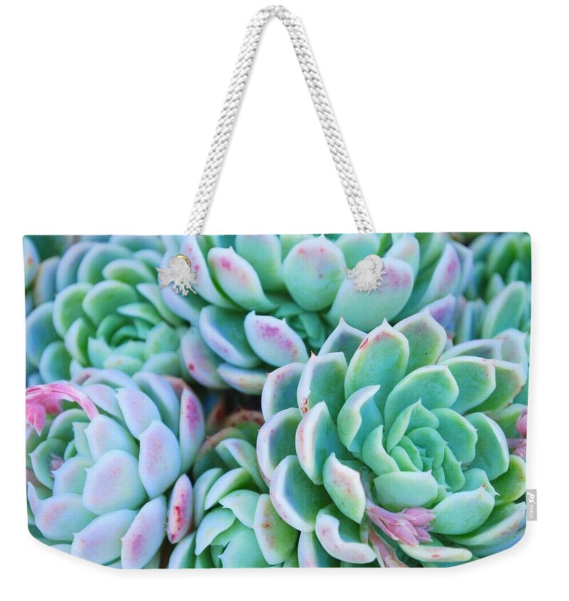 Scenics Weekender Tote Bag featuring the photograph Hens And Chicks Succulent In Soft Focus #1 by Lazingbee