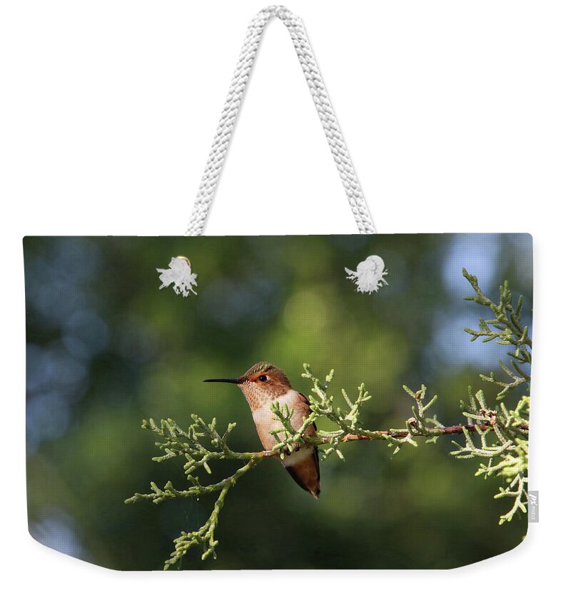 Hummingbird Weekender Tote Bag featuring the photograph Hummingbird on a Branch #1 by Diana Haronis