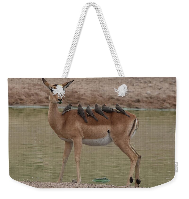 Impala Weekender Tote Bag featuring the photograph Impala with Oxpeckers by Ben Foster