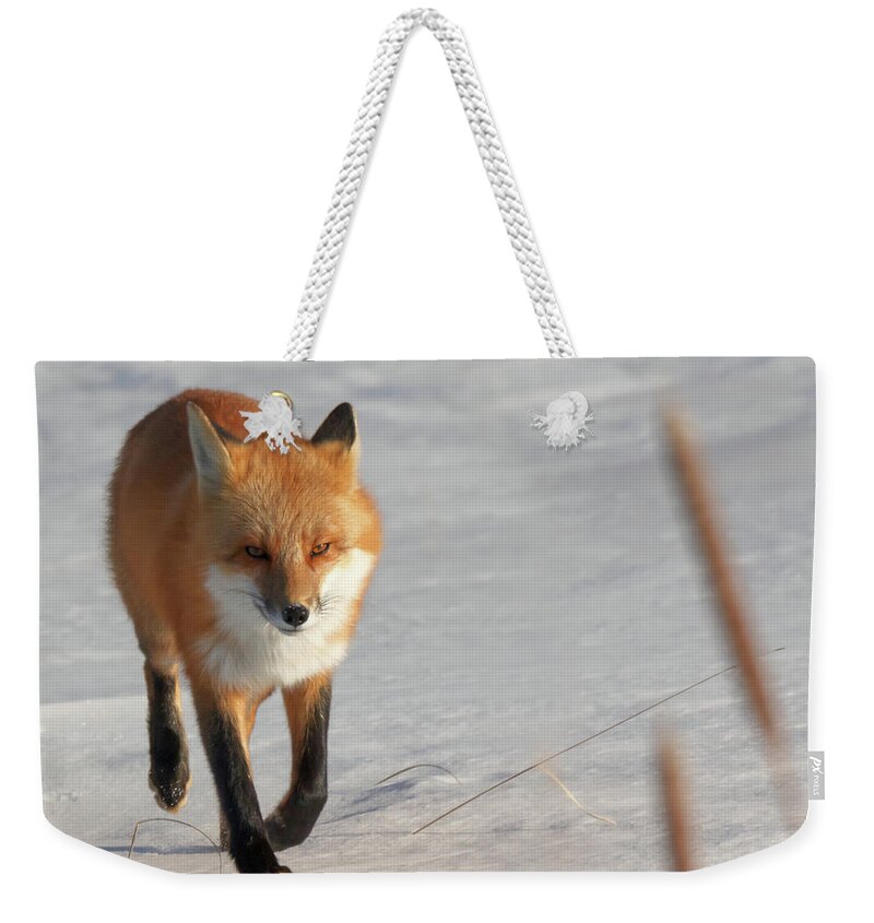 Fox Weekender Tote Bag featuring the photograph Just Passing Through #1 by Susan Rissi Tregoning