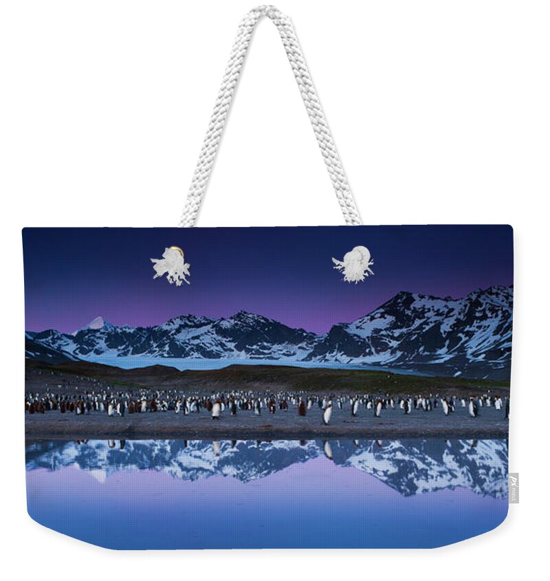 Vertebrate Weekender Tote Bag featuring the photograph King Penguins In A Breeding Colony #1 by Mint Images - Art Wolfe