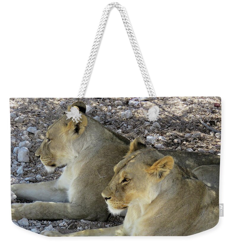 Lions Weekender Tote Bag featuring the photograph Lions #1 by Eric Pengelly
