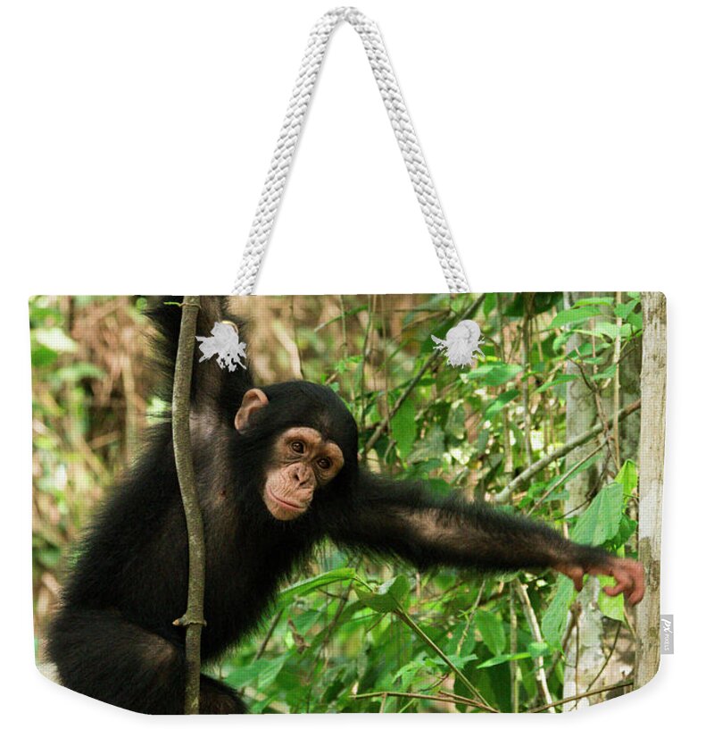 Gerry Ellis Weekender Tote Bag featuring the photograph Little Larry In Forest Nursery #1 by Gerry Ellis