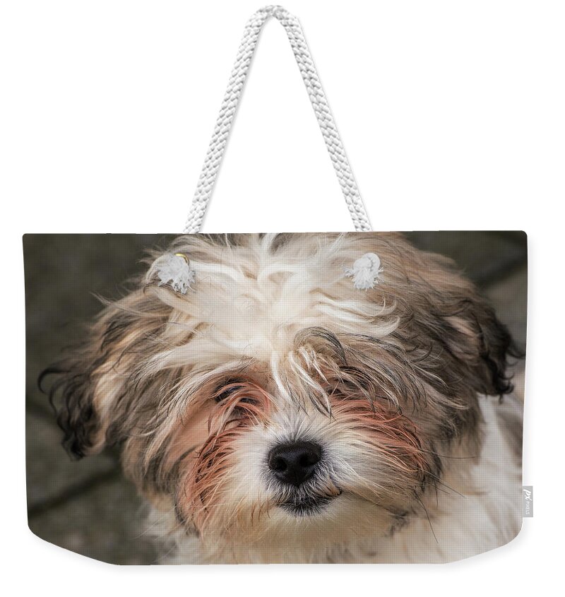 Loki Weekender Tote Bag featuring the photograph Loki my four legged best friend #1 by Charles Hutchison