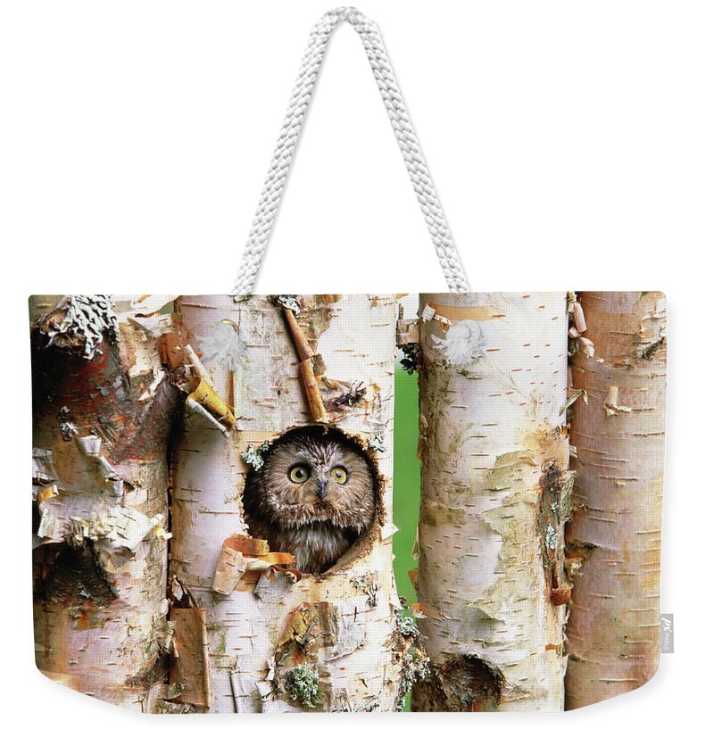 Hiding Weekender Tote Bag featuring the photograph Northern Saw-whet Owl Aegolius Acadicus #1 by Art Wolfe