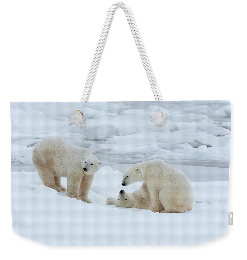 Bear Cub Weekender Tote Bag featuring the photograph Polar Bears In The Wild. A Powerful by Mint Images - David Schultz