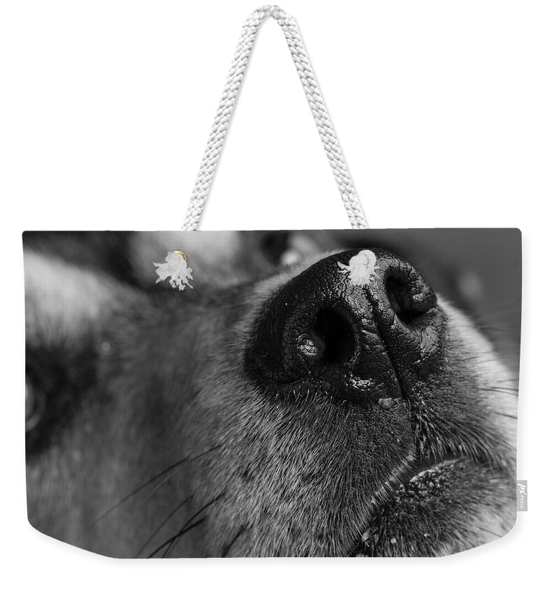 Photography Weekender Tote Bag featuring the photograph Portrait Of A Min Pin Beagle Dog #1 by Panoramic Images