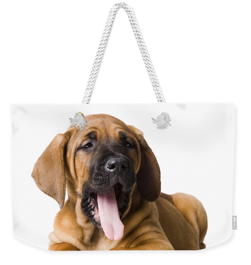 White Background Weekender Tote Bag featuring the photograph Puppy Dog #1 by Rubberball/nicole Hill