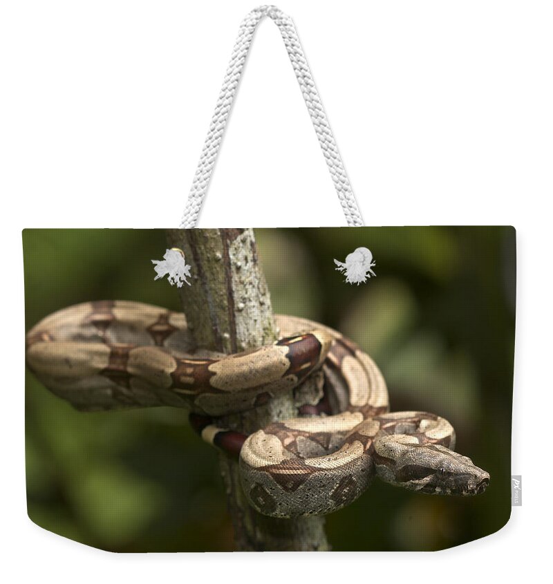 Amazonian Weekender Tote Bag featuring the photograph Red-tailed Boa #1 by Michael Lustbader