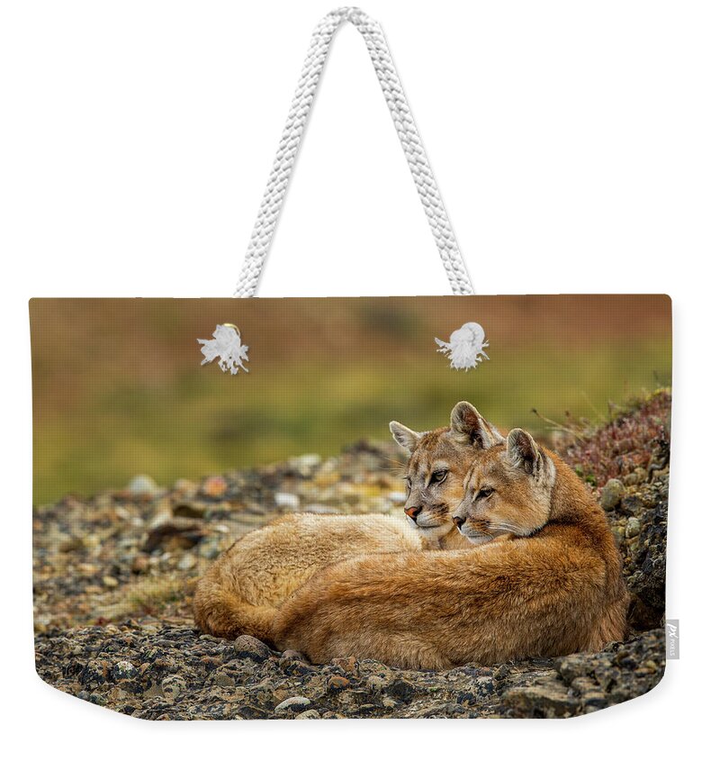 Sebastian Kennerknecht Weekender Tote Bag featuring the photograph Six Month Old Mountain Lions, Patagonia #1 by Sebastian Kennerknecht
