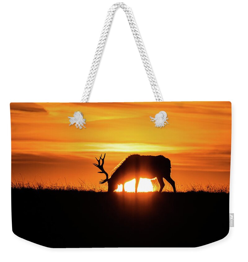 Jay Stockhaus Weekender Tote Bag featuring the photograph Sunrise Elk #1 by Jay Stockhaus