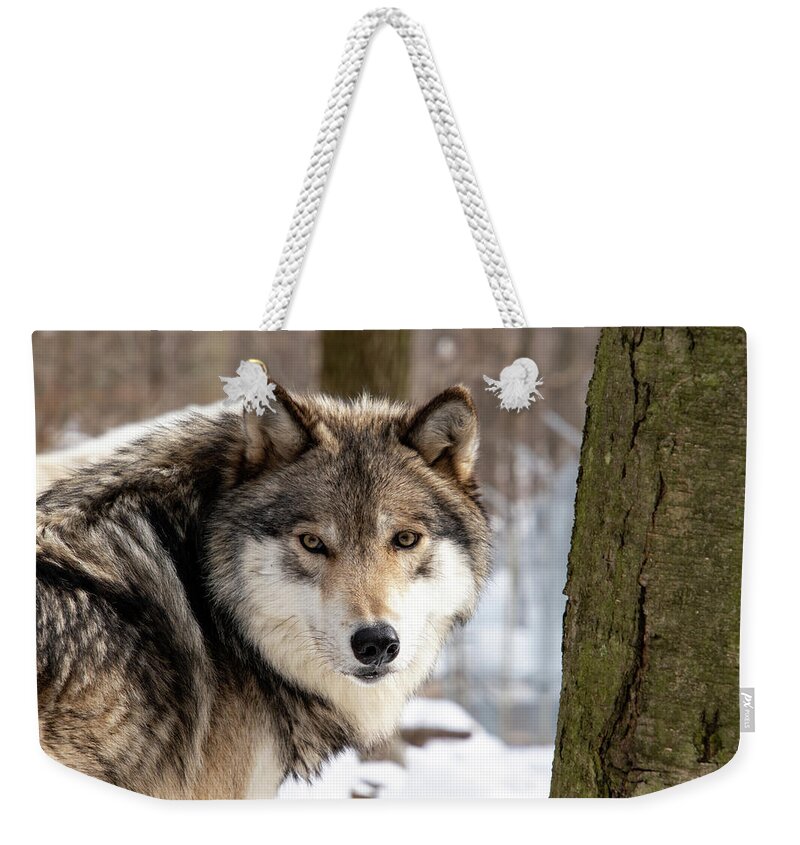Timber Wolf Weekender Tote Bag featuring the photograph Timber Wolf Stare #2 by Rose Guinther