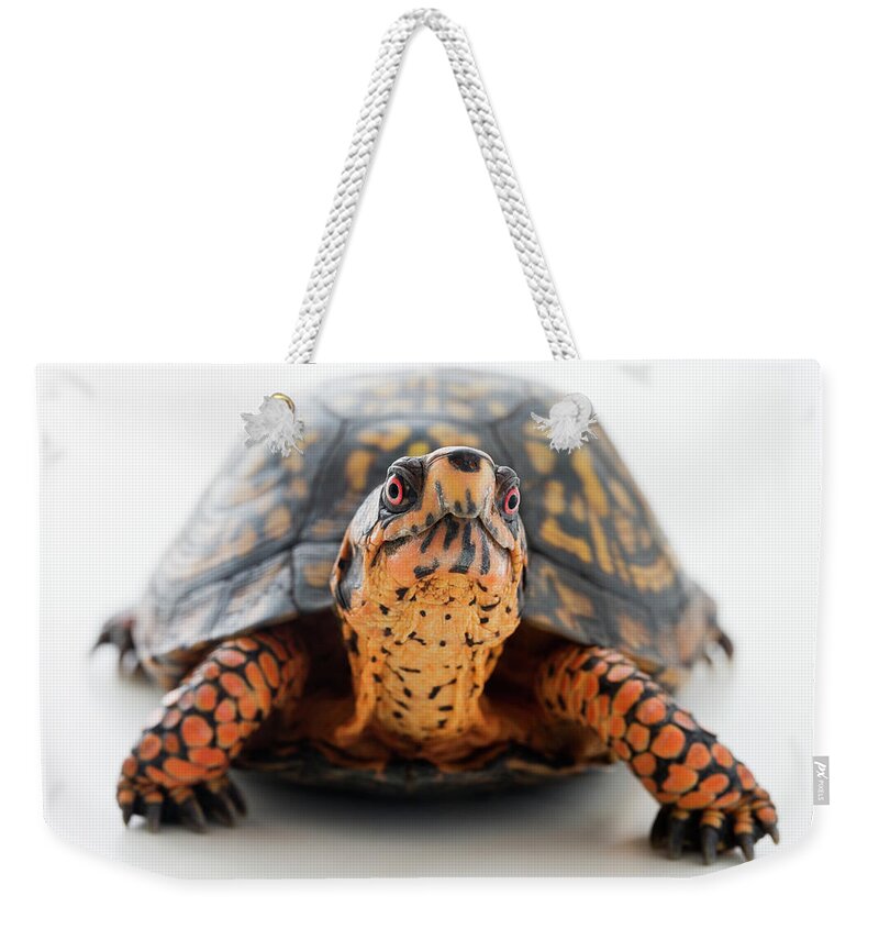 Pets Weekender Tote Bag featuring the photograph Turtle Terrapene Carolina Carolina #1 by Jose Luis Pelaez