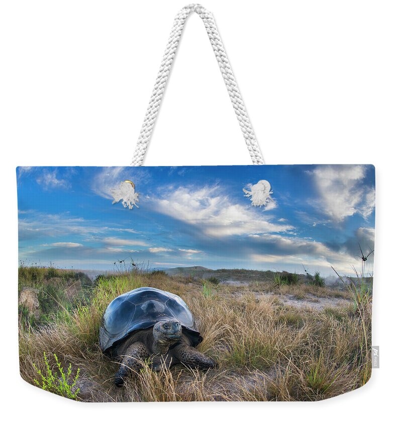 Animals Weekender Tote Bag featuring the photograph Volcan Alcedo Giant Tortoise #1 by Tui De Roy
