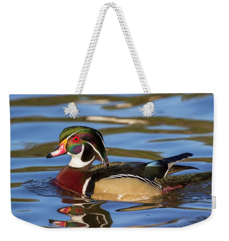 Designs Similar to Wood Duck Male On Blue Water #1