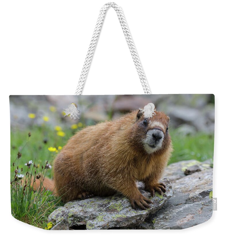 Jeff Foott Weekender Tote Bag featuring the photograph Yellow-bellied Marmot #1 by Jeff Foott