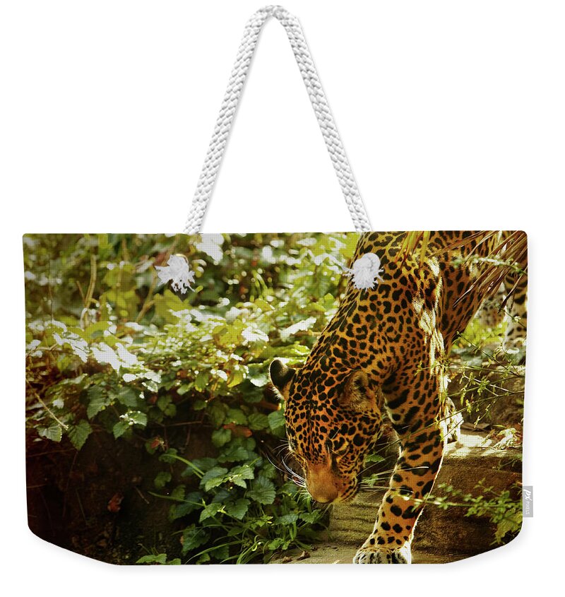 Steps Weekender Tote Bag featuring the photograph Zoo Animals #1 by Thomas Northcut