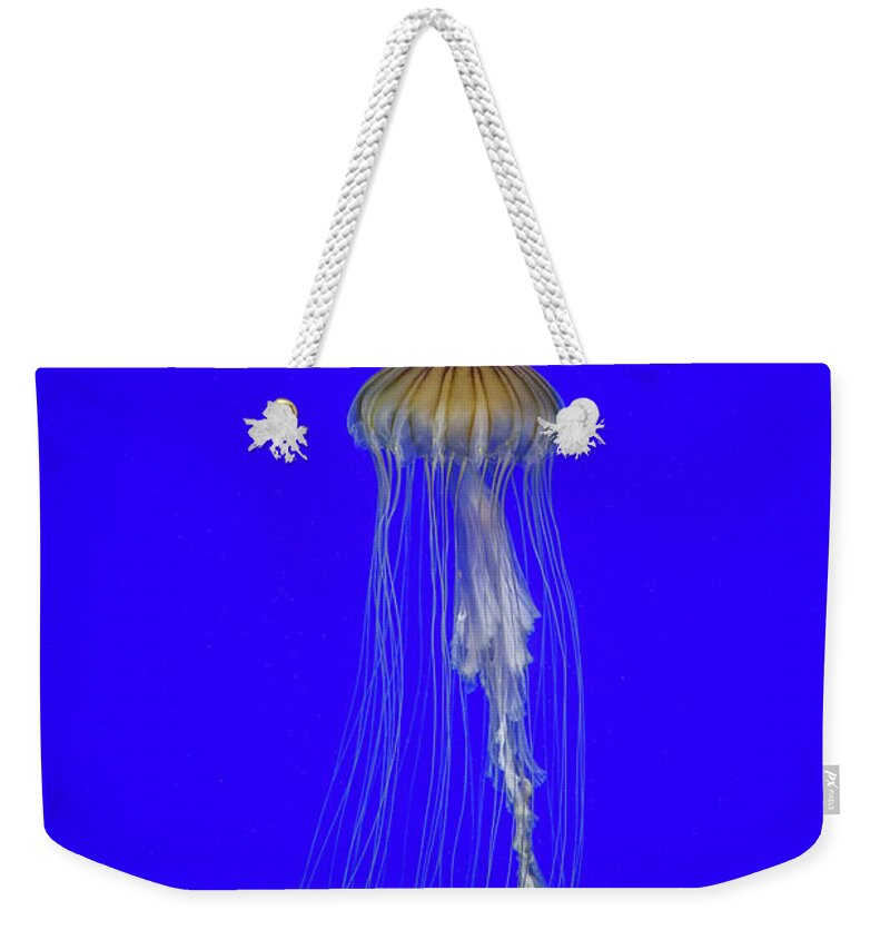 #jellyfish #art #aquarium #sea #ocean #nature #fish #water #photography #sealife #underwater #marinelife #japan #japanese #blue #yellow #gold Weekender Tote Bag featuring the photograph Japanese Jellyfish #17 by Kenny Thomas
