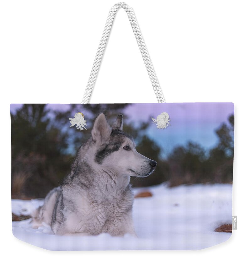 Animal Weekender Tote Bag featuring the photograph Aurora #19 by Brian Cross
