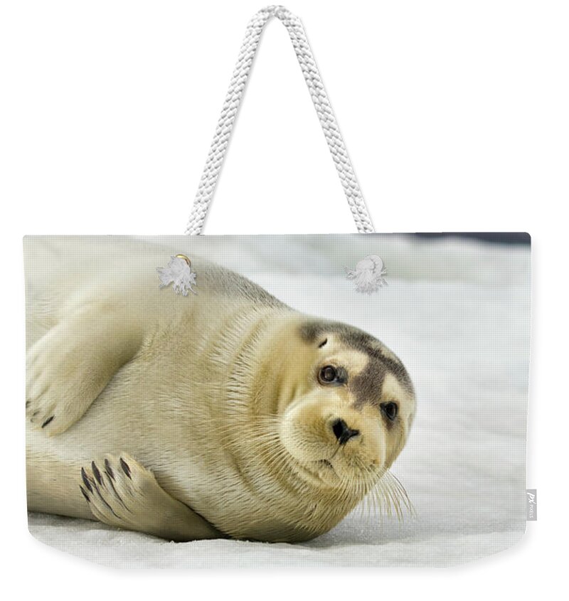Svalbard Islands Weekender Tote Bag featuring the photograph Bearded Seal, Svalbard, Norway #2 by Paul Souders