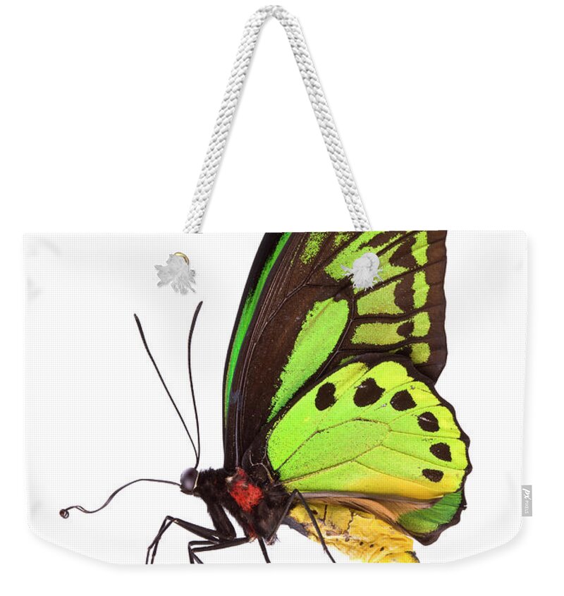 White Background Weekender Tote Bag featuring the photograph Butterfly #2 by Liliboas