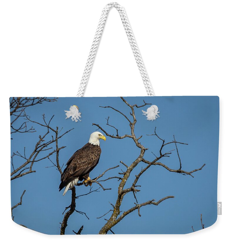 Eagle Weekender Tote Bag featuring the photograph Eagle #3 by David Wagenblatt