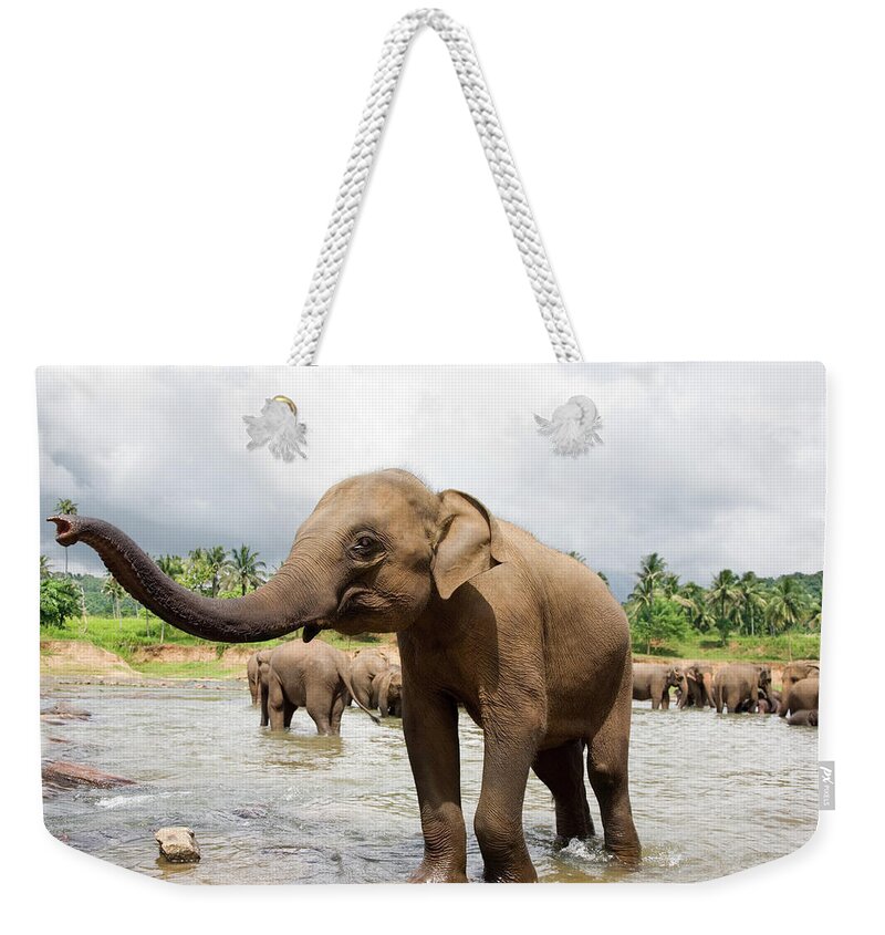 Animals In The Wild Weekender Tote Bag featuring the photograph Elephants In River #2 by Lp7