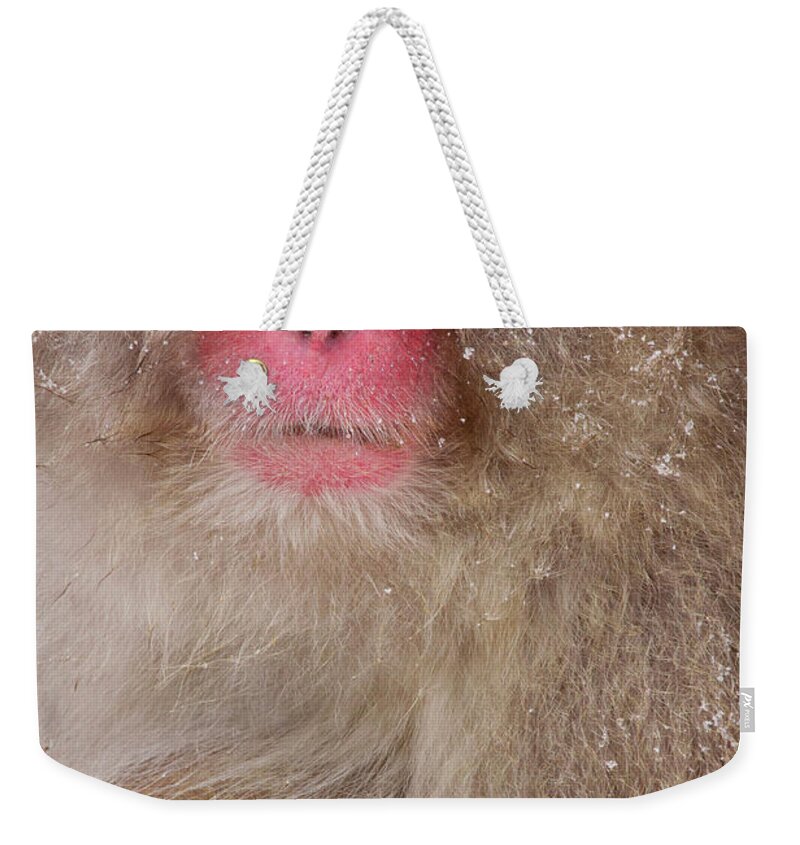 Vertebrate Weekender Tote Bag featuring the photograph Japanese Macaques, Japanese Alps #2 by Mint Images/ Art Wolfe