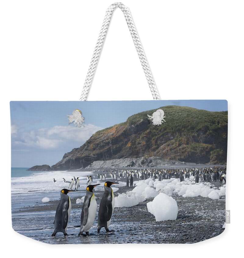 Toughness Weekender Tote Bag featuring the photograph King Penguins Aptenodytes Patagonicus #2 by Paul Souders