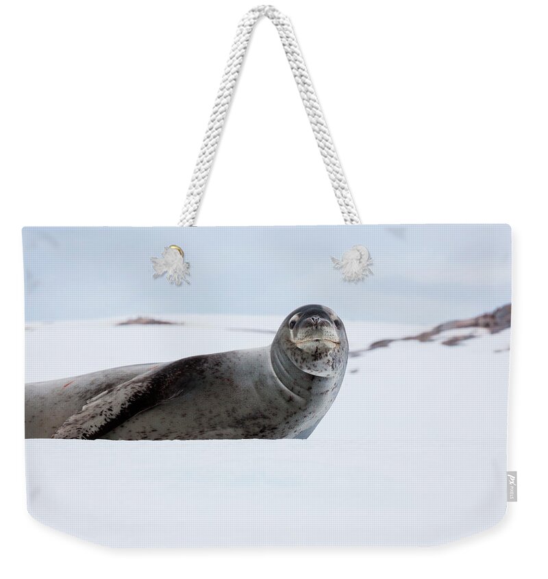 Snow Weekender Tote Bag featuring the photograph Leopard Seal, Antarctica #2 by Mint Images/ Art Wolfe