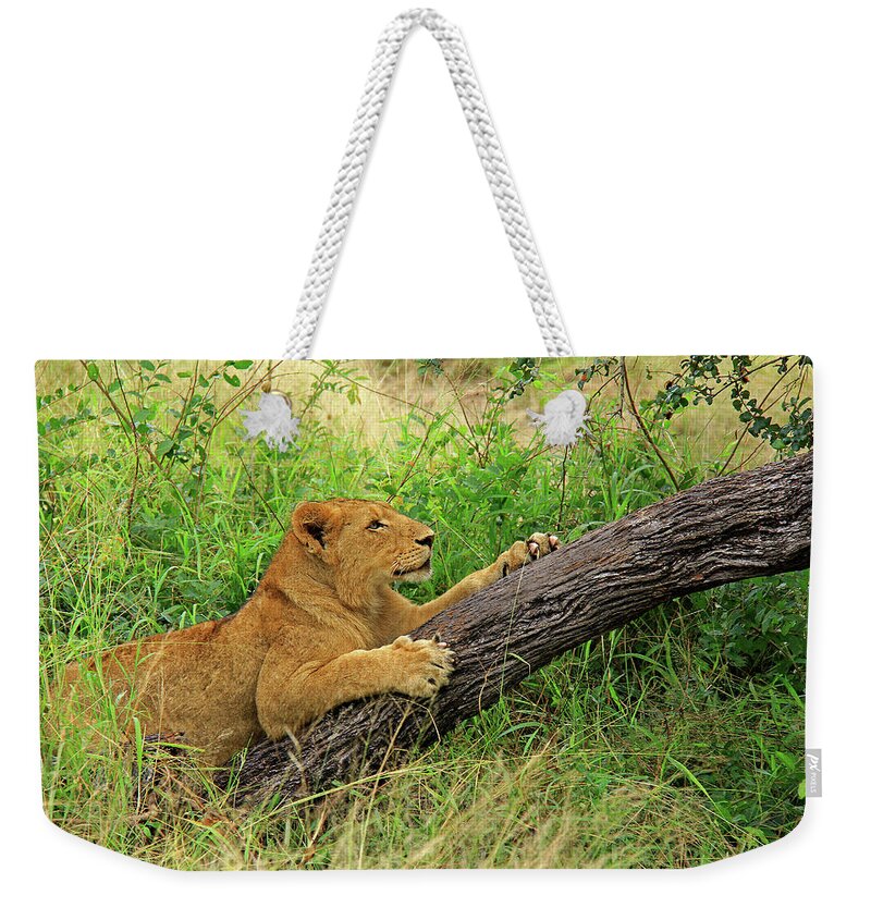 Lion Weekender Tote Bag featuring the photograph Lioness by Richard Krebs