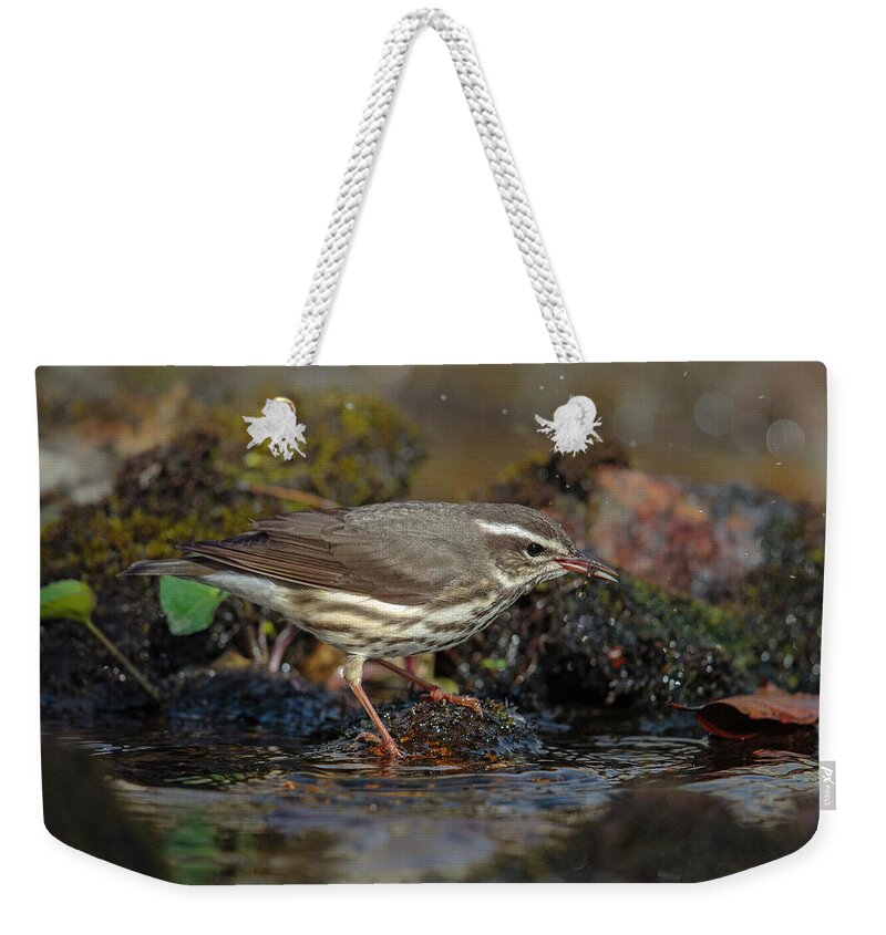 Animal Aves Weekender Tote Bag featuring the photograph Louisiana Waterthrush #2 by James Zipp