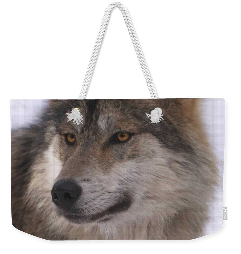 Animal Weekender Tote Bag featuring the photograph Mexican Grey Wolf #2 by Brian Cross