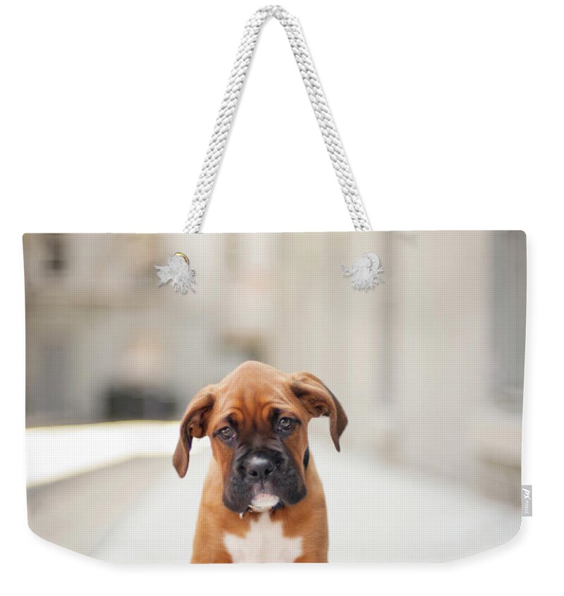 #faatoppicks Weekender Tote Bag featuring the photograph 2 Month Old Boxer Puppy Standing In by Diyosa Carter