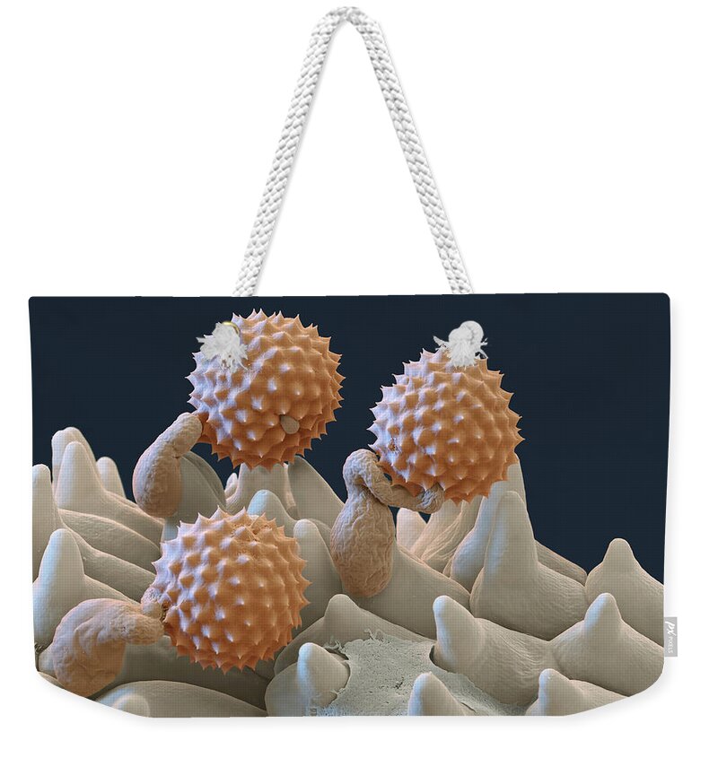 Ambrosia Weekender Tote Bag featuring the photograph Pollen And Pollen Tubes, Sem by Oliver Meckes EYE OF SCIENCE