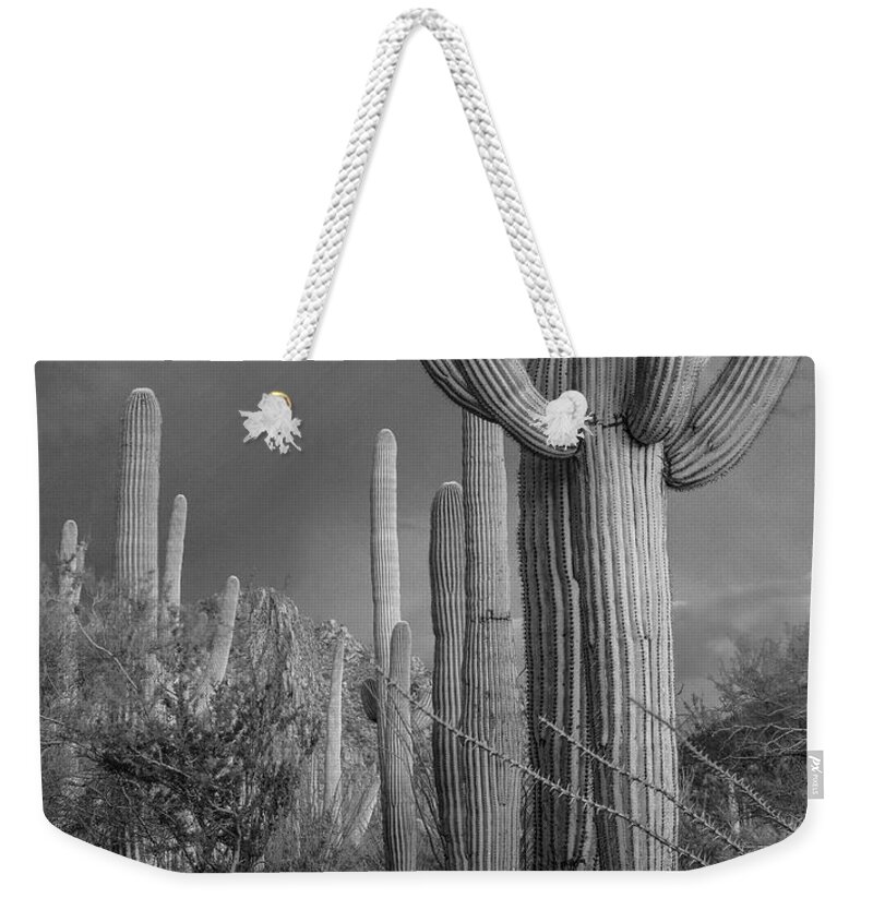 Disk1216 Weekender Tote Bag featuring the photograph Saguaro Cacti, Arizona #2 by Tim Fitzharris