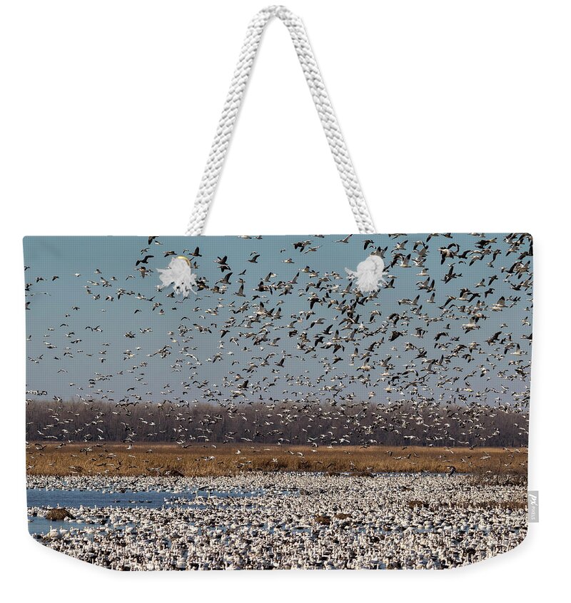 American Fauna Weekender Tote Bag featuring the photograph Snow Geese Fall Migration #2 by Ivan Kuzmin