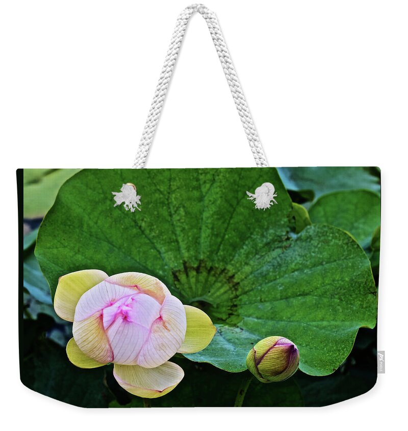 Lotus Weekender Tote Bag featuring the photograph 2019 August at the Gardens Lotus Blossom by Janis Senungetuk