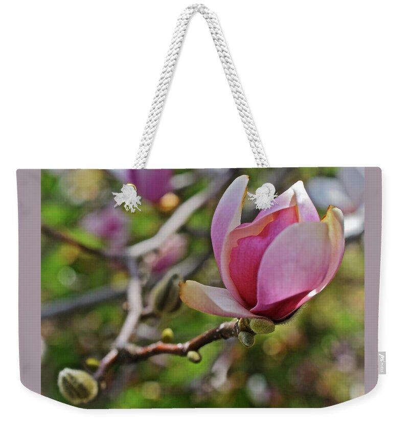 Magnolias Weekender Tote Bag featuring the photograph 2019 Vernon Magnolia 1 by Janis Senungetuk