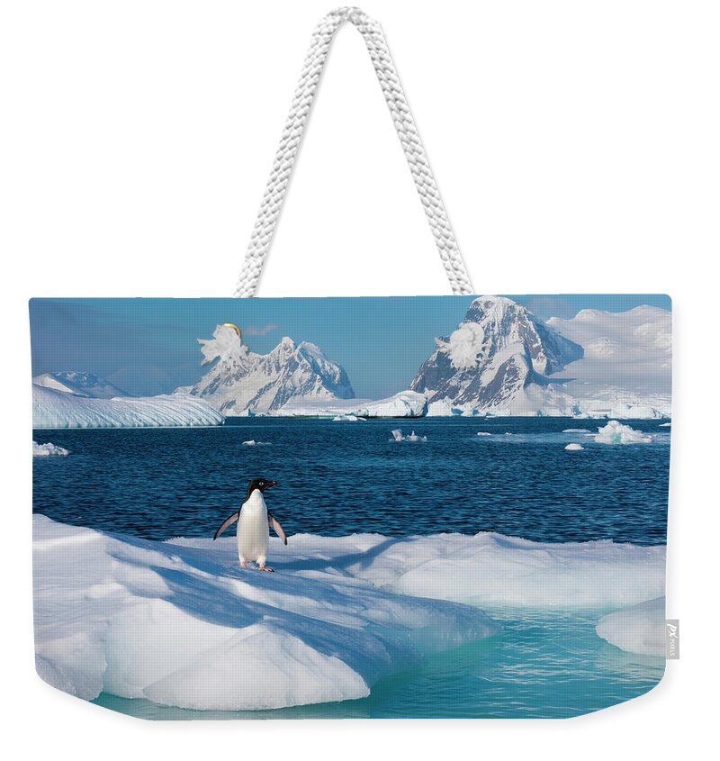 Vertebrate Weekender Tote Bag featuring the photograph Adelie Penguin, Antarctica #3 by Mint Images/ Art Wolfe