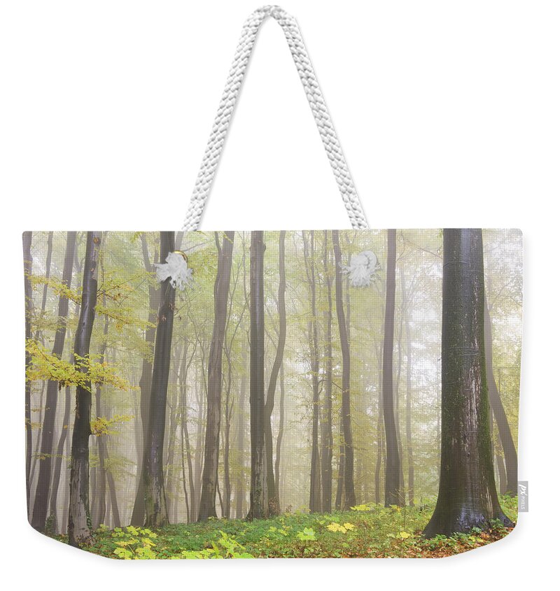 Environmental Conservation Weekender Tote Bag featuring the photograph Beech Forest #3 by Vidok