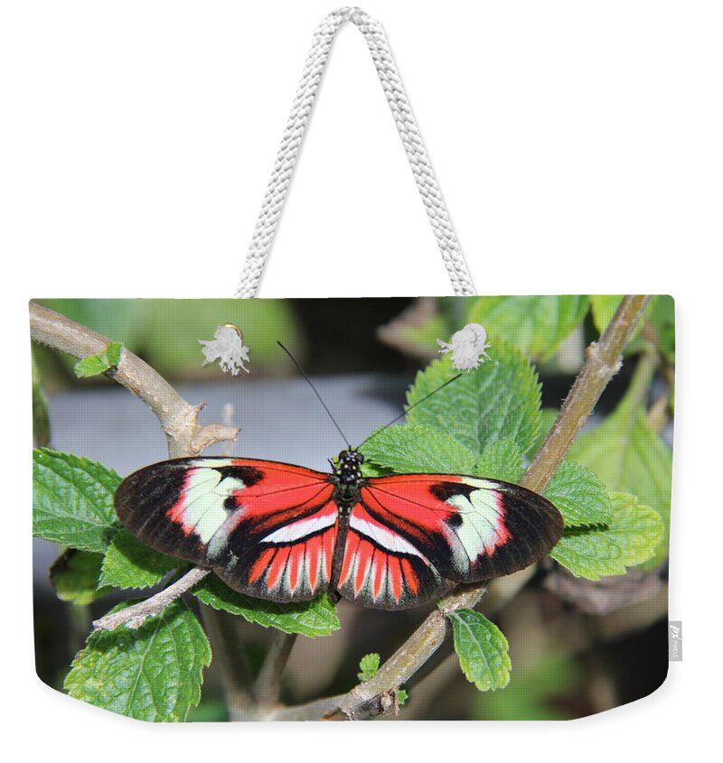Butterfly Weekender Tote Bag featuring the photograph Butterfly by Richard Krebs