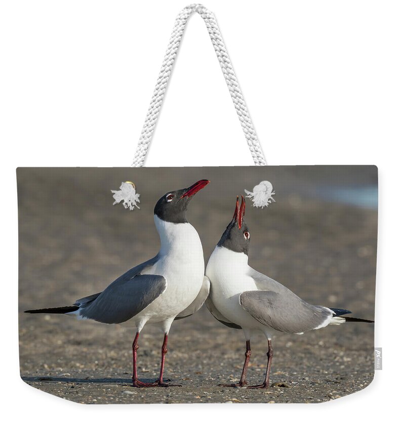 American Fauna Weekender Tote Bag featuring the photograph Courtship Of Laughing Gulls #3 by Ivan Kuzmin